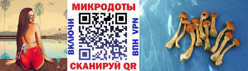закладка  Гдов  Псилоцибиновые грибы мухоморы 